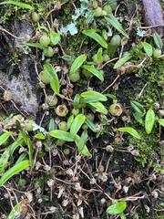 Bulbophyllum exiguum