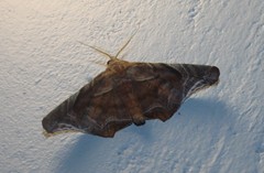 Episparis tortuosalis