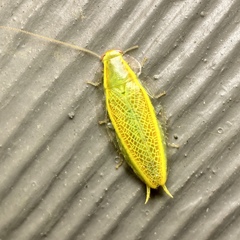 Mediastinia