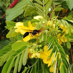 Delta pyriforme circinale