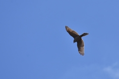 Accipiter fasciatus