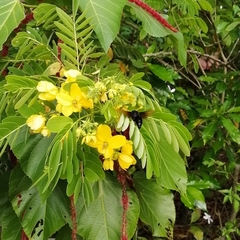 Delta pyriforme circinale