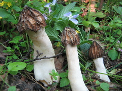 Morchella semilibera