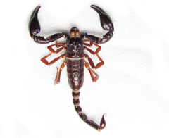 Chactas ozendai