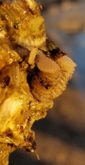 Ostreidae