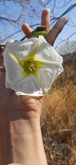 Ipomoea intrapilosa