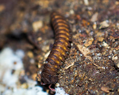 Pyrgodesmoidea