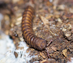 Pyrgodesmoidea