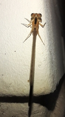 Zygoptera