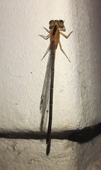 Zygoptera