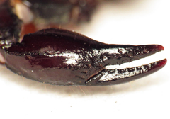 Chactas ozendai