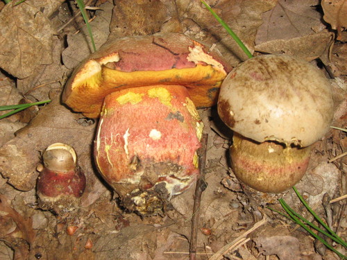 Rubroboletus legaliae image