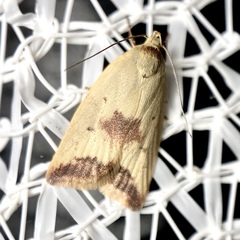 Ageletha elaeodes