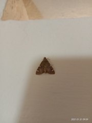 Rehimena