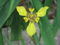 Trimezia steyermarkii