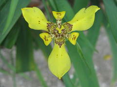 Trimezia steyermarkii