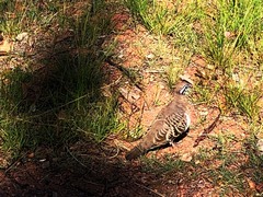 Geophaps scripta scripta