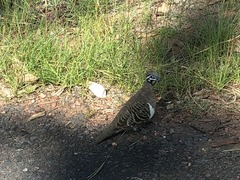 Geophaps scripta scripta