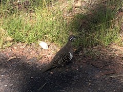 Geophaps scripta scripta