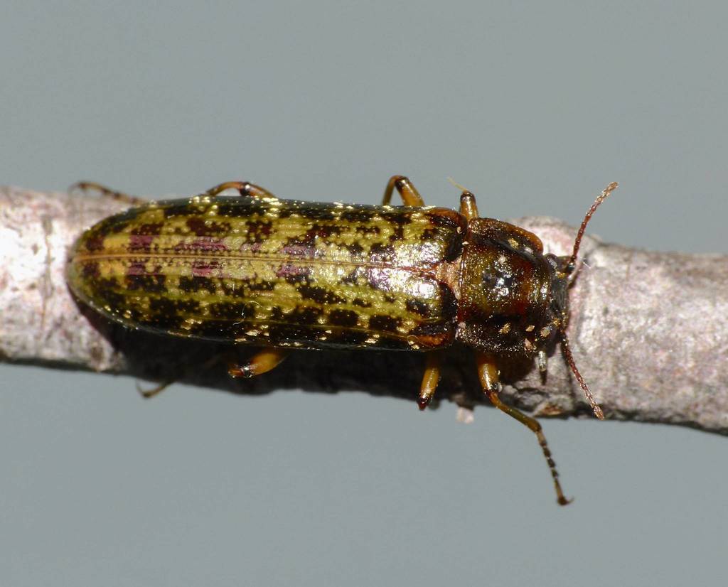 Chalcodryidae