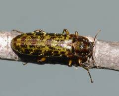 Chalcodrya variegata