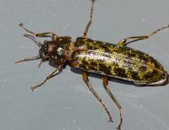 Chalcodrya variegata
