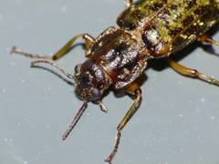 Chalcodrya variegata