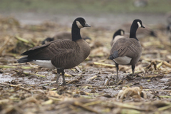 Branta canadensis occidentalis