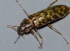 Chalcodrya variegata