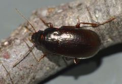 Amarotypus edwardsii