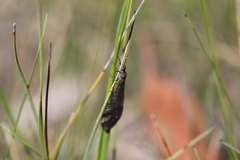 Glenoleon pulchellus