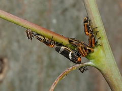 Eurymeloides bicincta