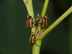 Eurymeloides bicincta