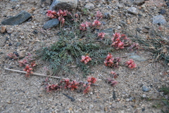 Astragalus miniatus