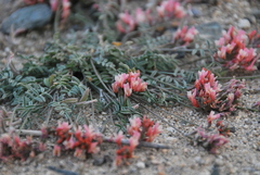 Astragalus miniatus