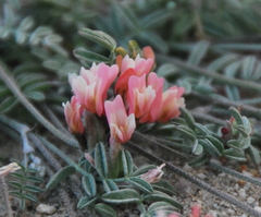 Astragalus miniatus