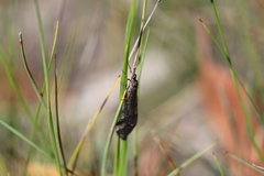 Glenoleon pulchellus