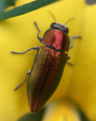 Buprestinae