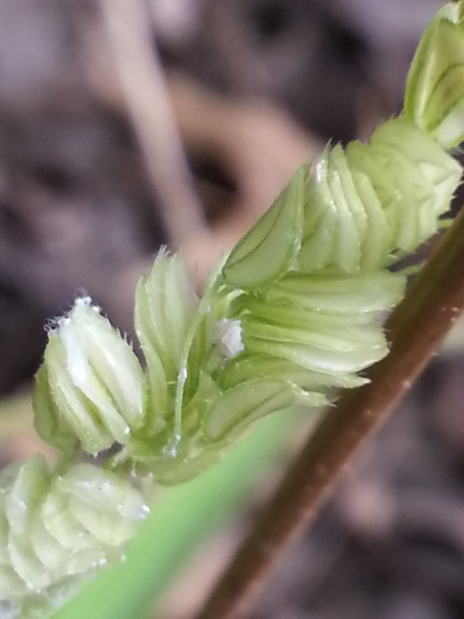 Leersia lenticularis