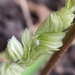 Leersia lenticularis - Photo (c) Matthew Herron, μερικά δικαιώματα διατηρούνται (CC BY-NC), uploaded by Matthew Herron