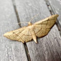 Hypolamprus ypsilon