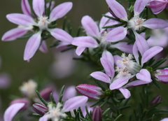 Philotheca salsolifolia