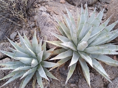 Agave simplex