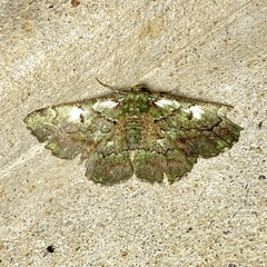 Aeolochroma turneri