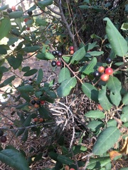 Frangula californica ursina