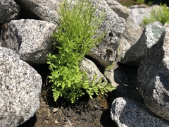 Cryptogramma cascadensis