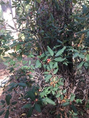 Frangula californica ursina