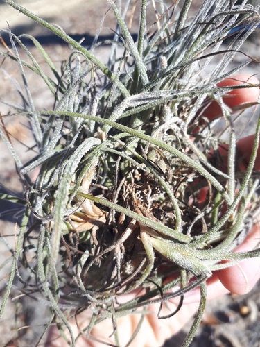 Tillandsia recurvata image