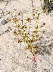 Drosera humilis