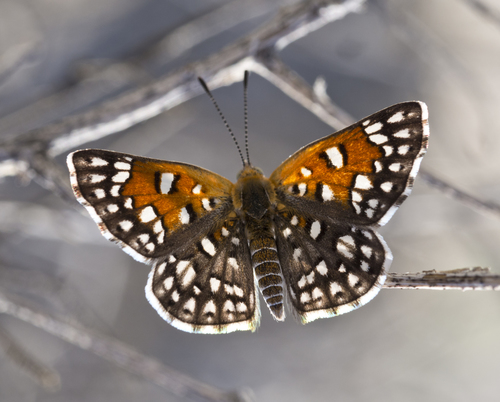 Mexican Metalmark
